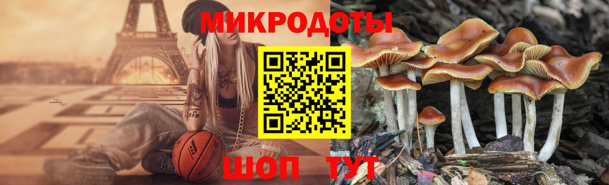 Псилоцибиновые грибы Psilocybe  где купить   Краснодар 